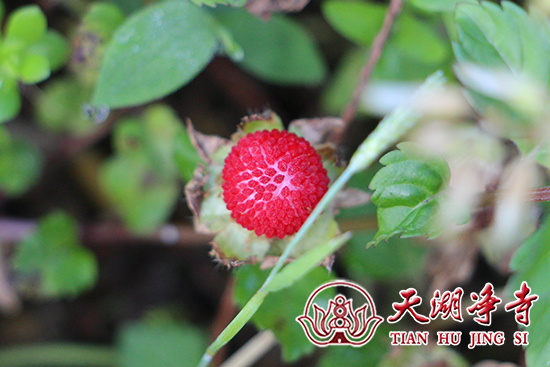 IMG_7737a.jpg